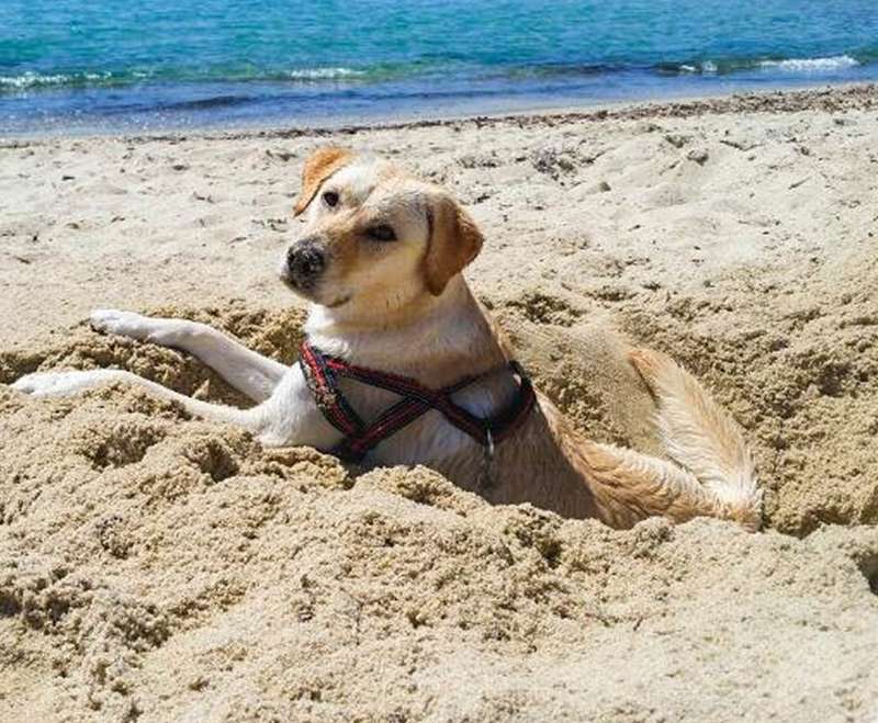 camping-mit-hund-tiliguerta-sardinien-hund-liegt-im-sand