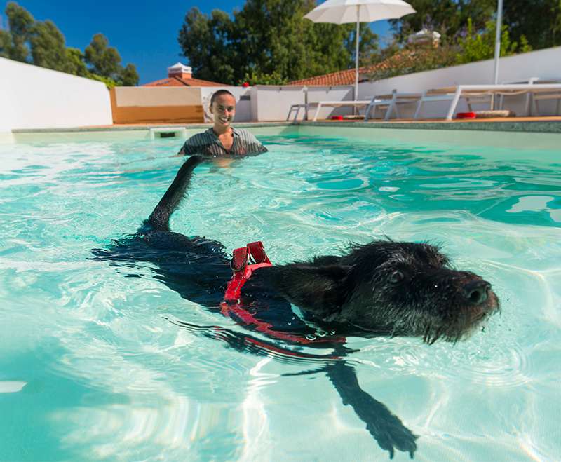 camping-mit-hund-tiliguerta-sardinien-hunde-pool-hund-schwimmt-im-pool