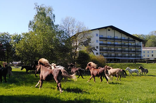 urlaub-mit-hund-reitsportzentrum-hausruckhof-hotel-mit-galoppierenden-pferden