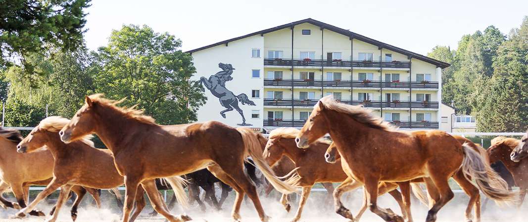 urlaub-mit-hund-hotel-hausruckhof-ampflwang-pferde-galopp
