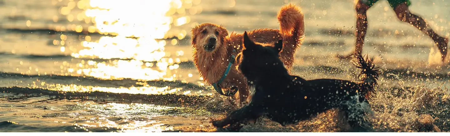 Zwei nasse Hunde spielen bei Sonnenuntergang im Wasser am Reiseziel einer Busreise mit Hund