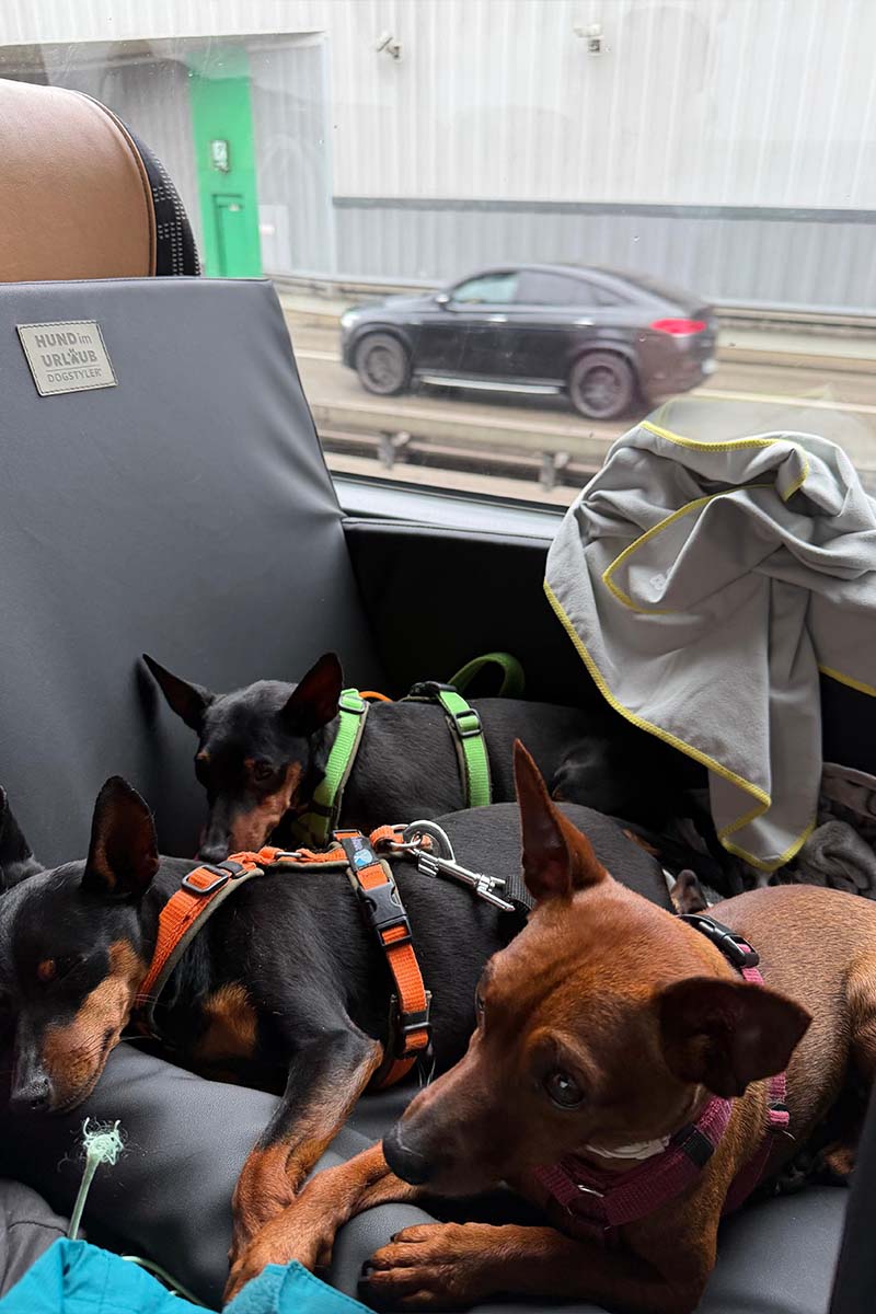 Hund im Reisebus während einer Busreise mit HundimUrlaub
