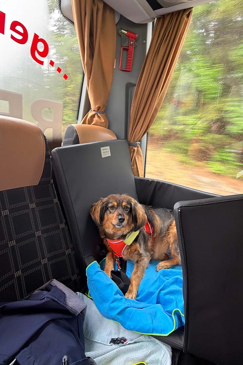 Hund im Reisebus während einer Busreise mit HundimUrlaub