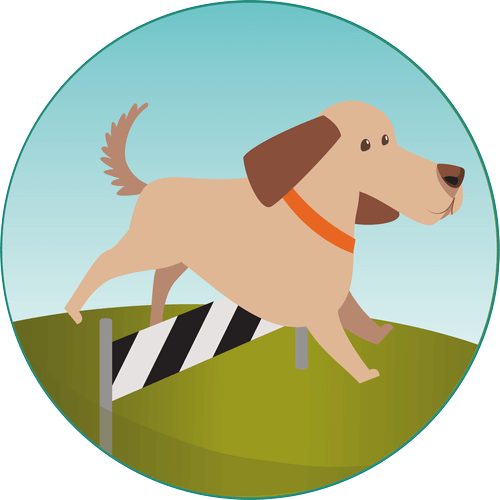 Hundetraining Hundetraining