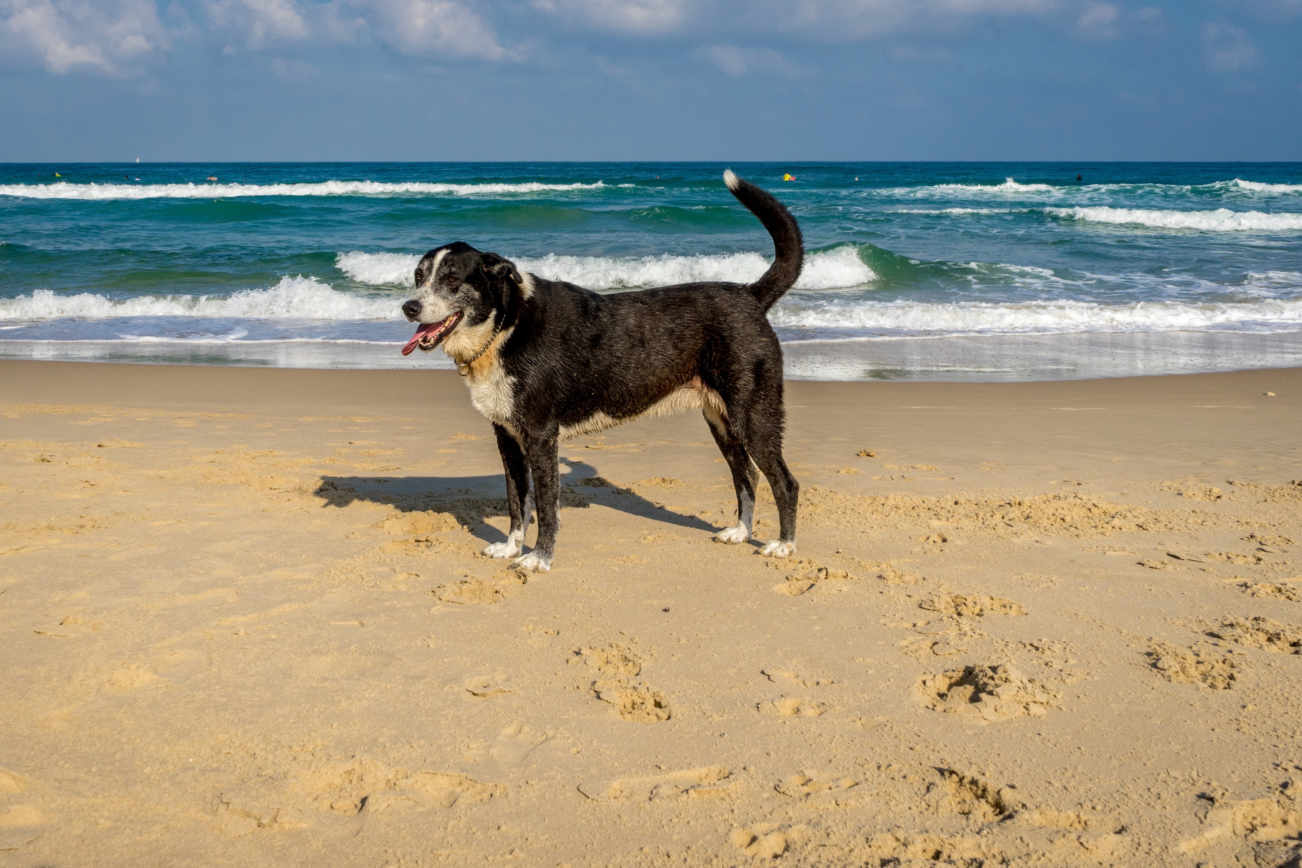 old-dog-standing-beach-sand-with-beautiful-ocean-cloudy-blue-sky-background.jpg
