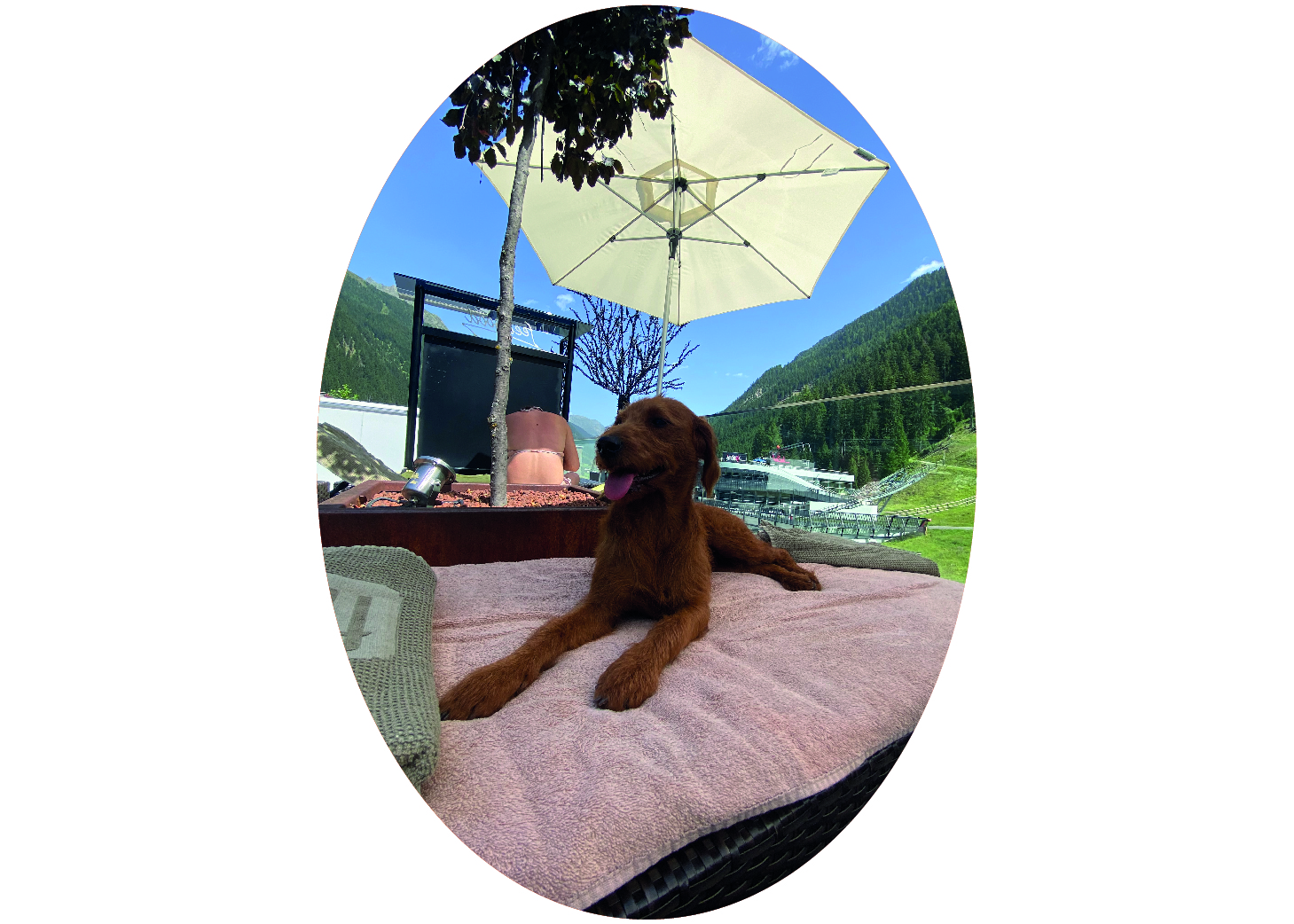 urlaub-mit-hund-pfotencheck-nscho-tschi-auf-liege-fliana.jpg